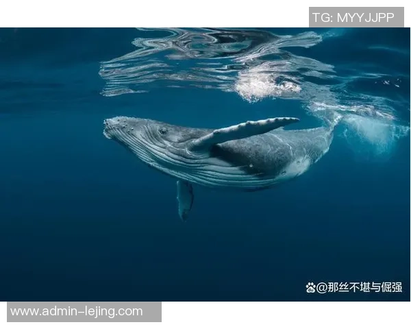 足球怪兽图片大全汇总让你领略奇幻足球世界中的神秘生物与精彩瞬间